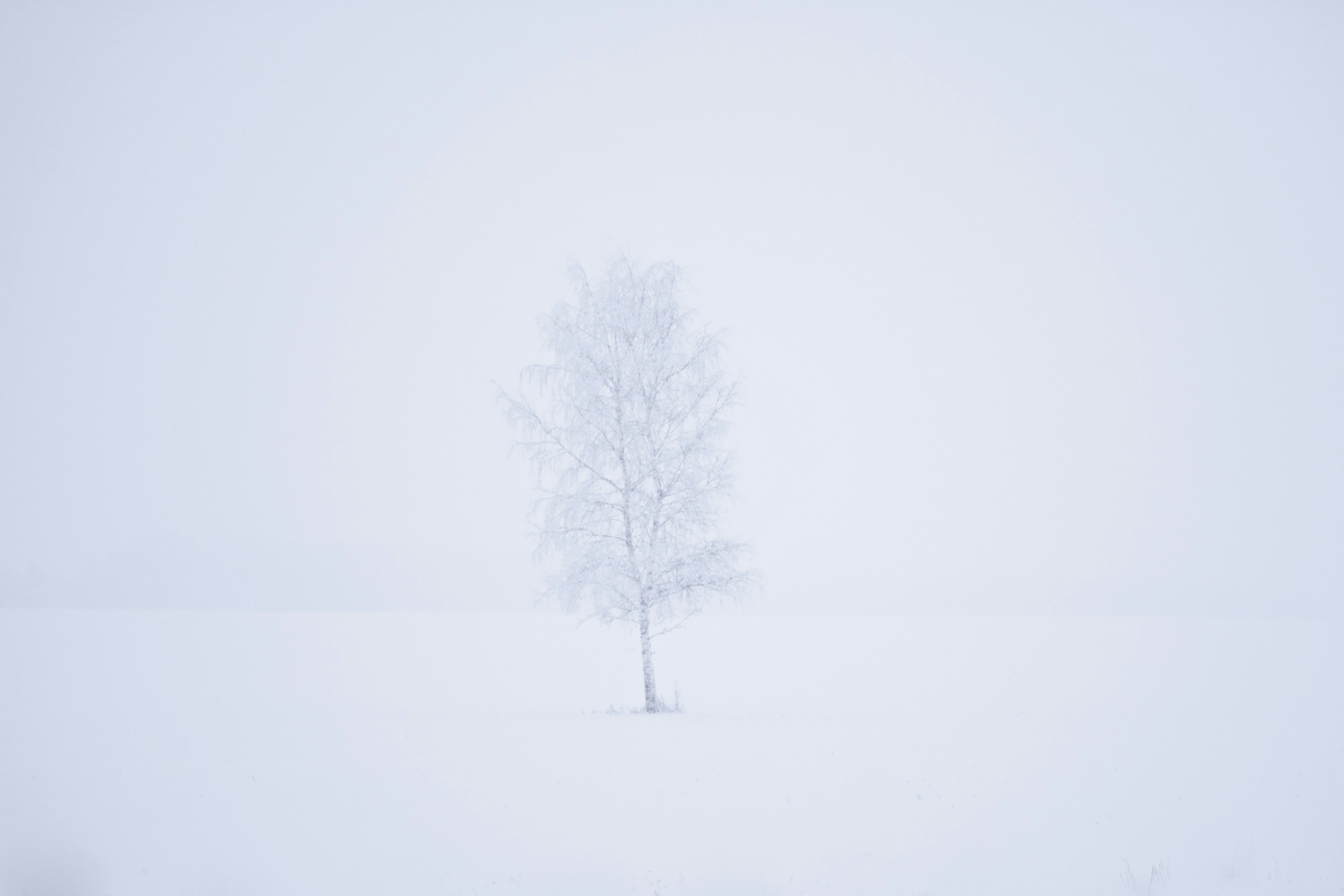 Arbre solitaire dans la brume hivernale - l'isolement du mourant dans notre société